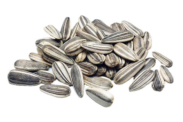 Sunflower  Seed-सूर्यमुखीको बीउ - Fresh Dry Fruits at Mandi