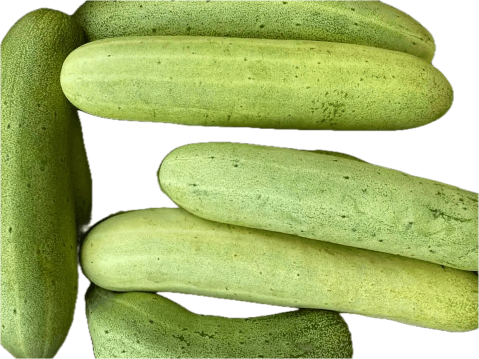 Local Cucumber-काक्रो(लोकल) - Fresh Vegetables at Mandi