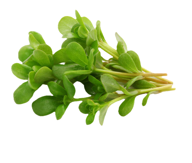 Purslane Leaves-जिरीको साग - Fresh Vegetables at Mandi