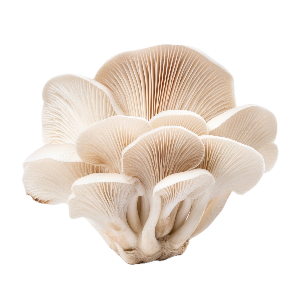 Oyster Mushroom (च्याउ) - Fresh Vegetables at Mandi
