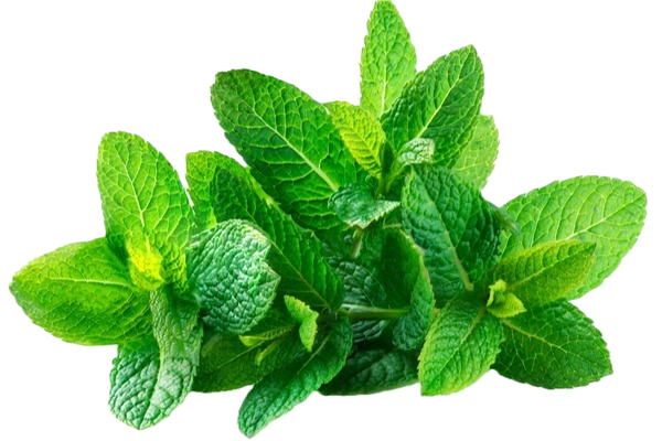 Peppermint-पुदीना - Fresh Vegetables at Mandi